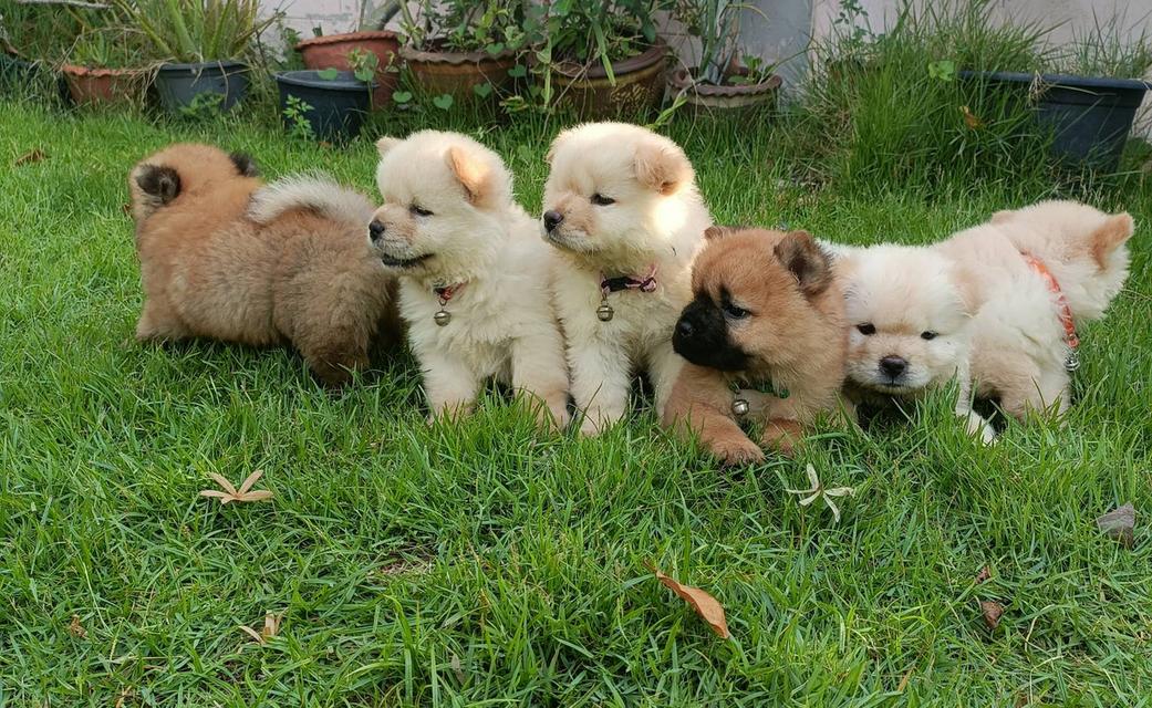เชาเชาหาบ้าน 9