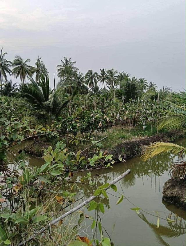 🌿 ขายที่ดินแปลงสวย ทำเลดี สามพราน นครปฐม 🌿 8