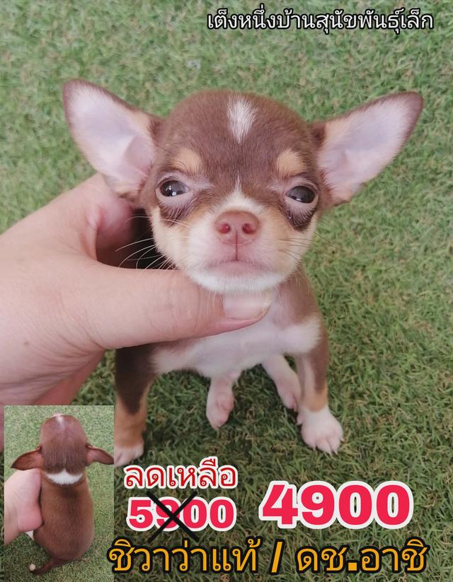 ชิวาว่าเเท้ขนสั้น สีช็อค ไซส์เล็ก พร้อมย้าย รูปที่ 1