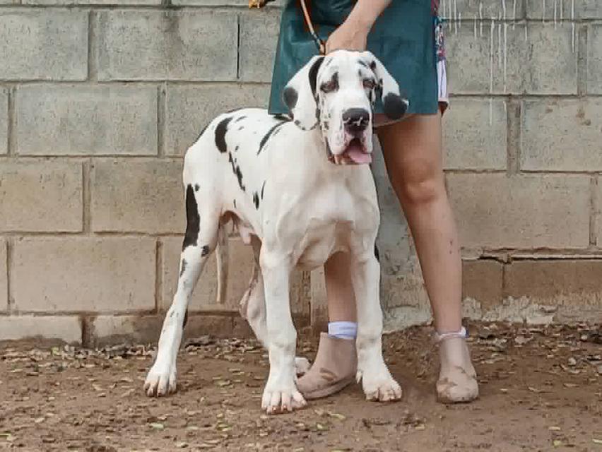 เกรทเดน Great dane for sale รูปที่ 5