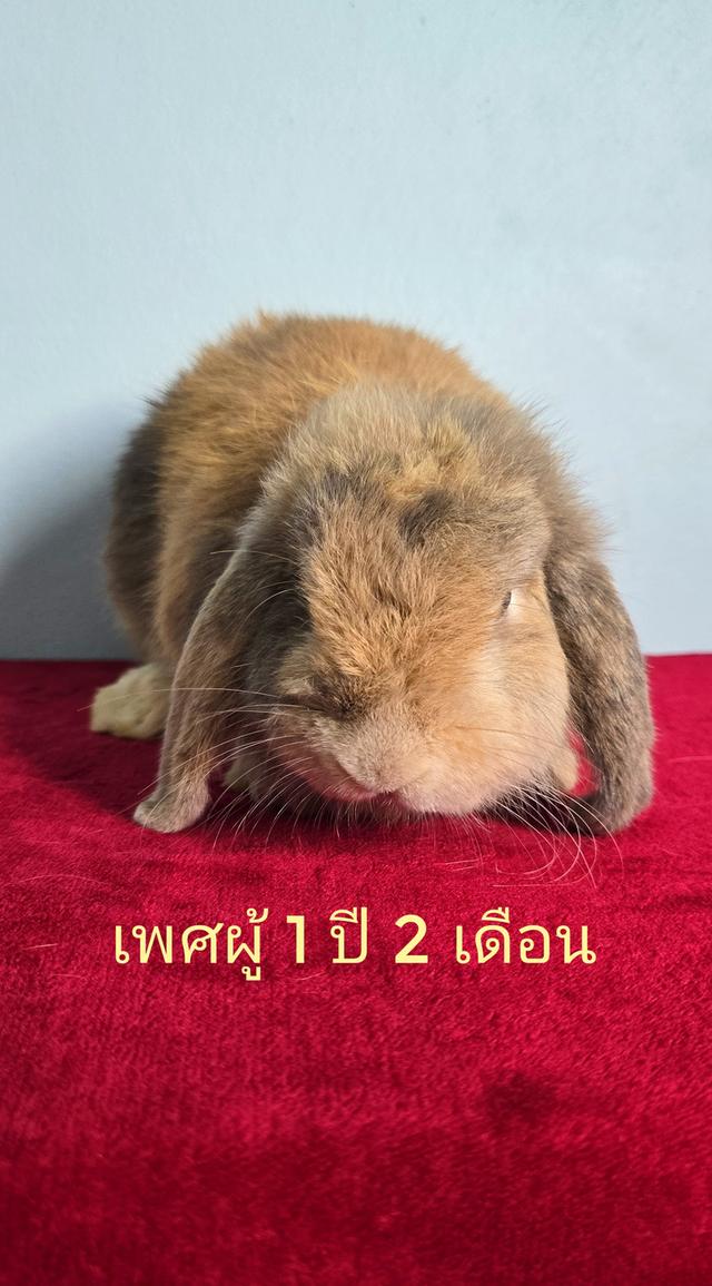 กระต่าย