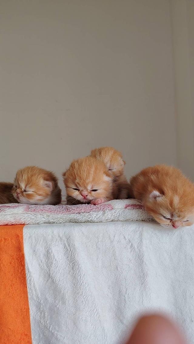 แมว EXO ติก   🔥🔥🏠🔥 แมวหน้าบี้