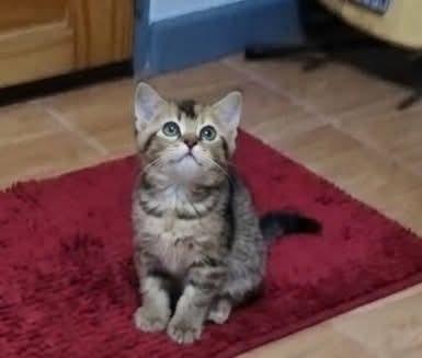 แมว scottish fold อายุ 2 เดือน
