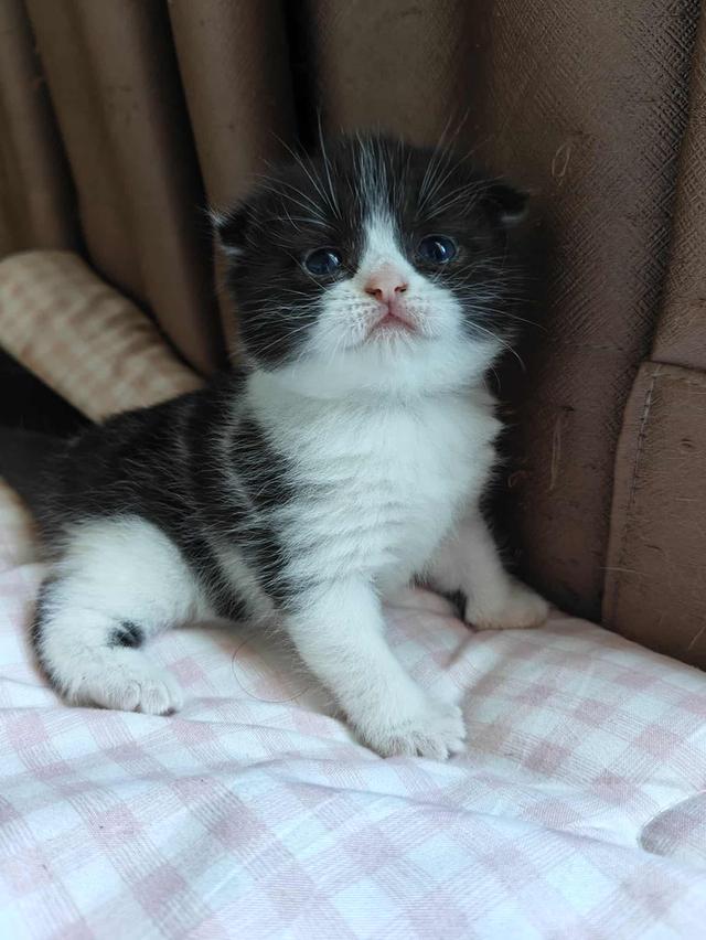 ดญ. มันซ์กิ้นผสมสก็อตติช รูปที่ 3