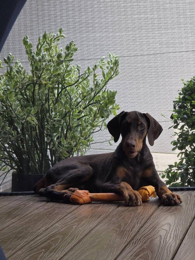 ลูกหมา Doberman Pure Bred Champion Line เพศเมีย สีแดง มี 3 ตัว มี Pedigree/Certificate ตัดหางแล้ว