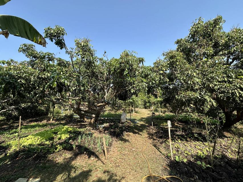 🌳 ขายที่ดินพร้อมสวนผลไม้ ทำเลดี บรรยากาศสุดฟิน (ใกล้เมืองเชียงราย) 8