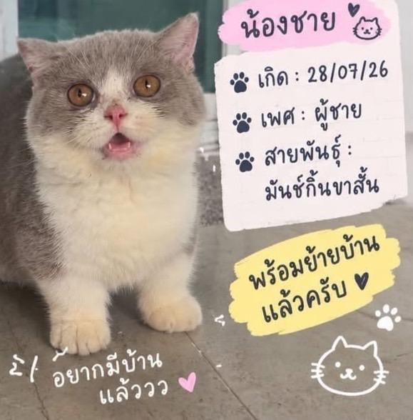 มันช์กิ้น อาตี๋น้อย 2เดือนกว่าวัคซีน1เข็ม พร้อมย้าย อ้วนกลมตัวใหญ่ เป็นบริติชมันช์กิ้นขาสั้น เหนียงสวยแก้มเยอะ กรุงเทะเข้ามาดูได้ รูปย่อยที่ 3