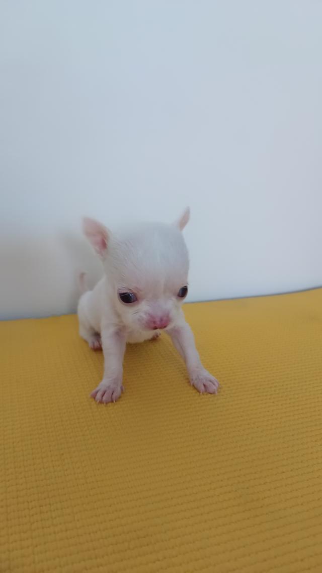 เจ้าขาวเพศเมีย ตัวเล็ก รูปที่ 3