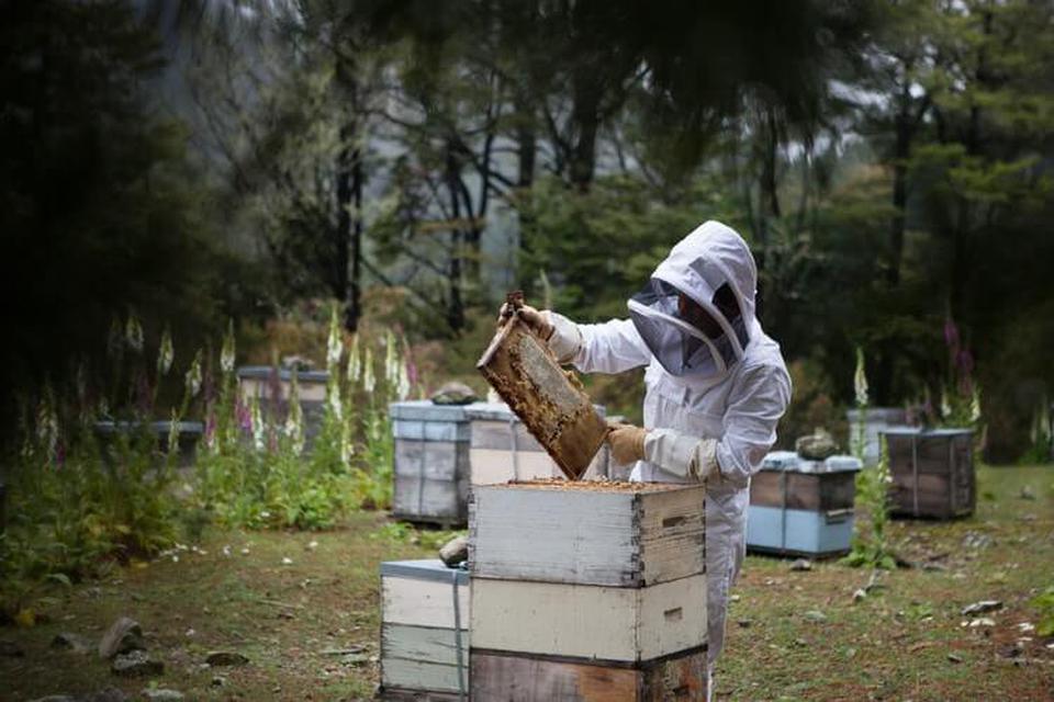 ประโยชน์เกสรผึ้ง ดีอย่างไรต่อสุขภาพ 4