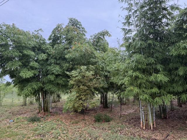 ขายที่ดินทำเลดี แปลงสวย ติดถนน 3 ด้าน พร้อมสวนไผ่ และ สวนป่า พร้อมบ้านพัก เจ้าของขายเอง ตำบลสระกระโจม อำเภอดอนเจดีย์  จังหวัดสุพรรณบุรี  9