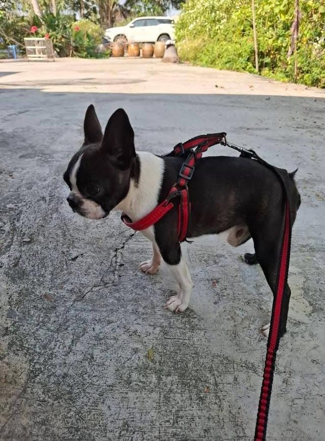 ลูกสุนัข Boston Terrier ราคาน่ารัก 2