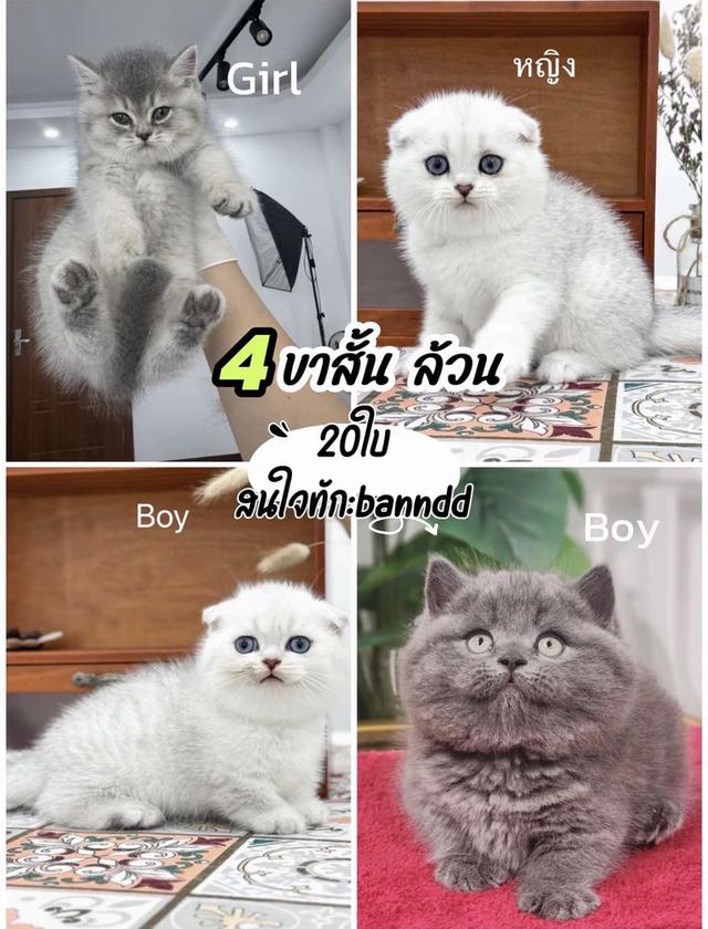 แมว มันช์กิ้นขาสั้น สนใจสอบถามได้ค่ะ