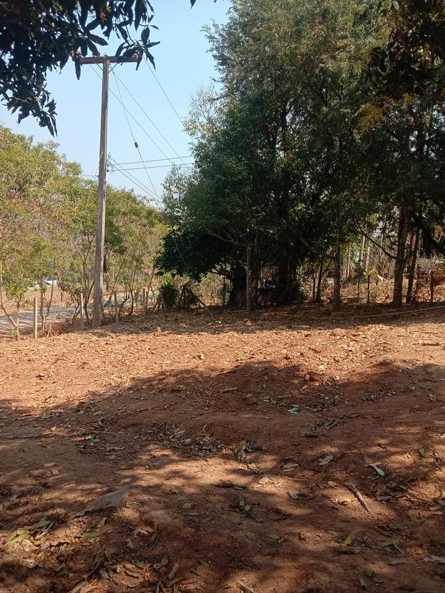 สวนห้อม ขายยกแปลง ไร่ละ 2.5 แสน มี 7 ไร่ 2 งาน