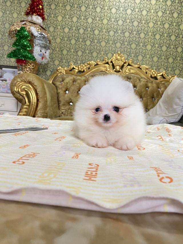 ลูกปอมแท้ มาดูตัวจริงได้