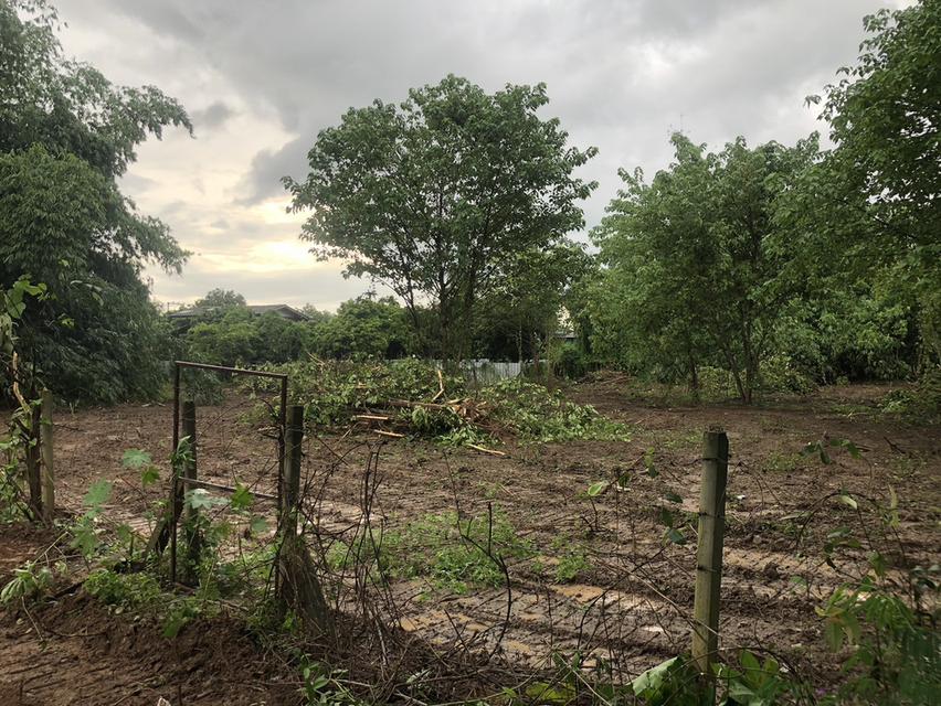 ขายที่ดินหน้าติดแม่น้ำปิงและถนนจำนวน 1 ไร่  3 งาน 7 ตารางวา 7