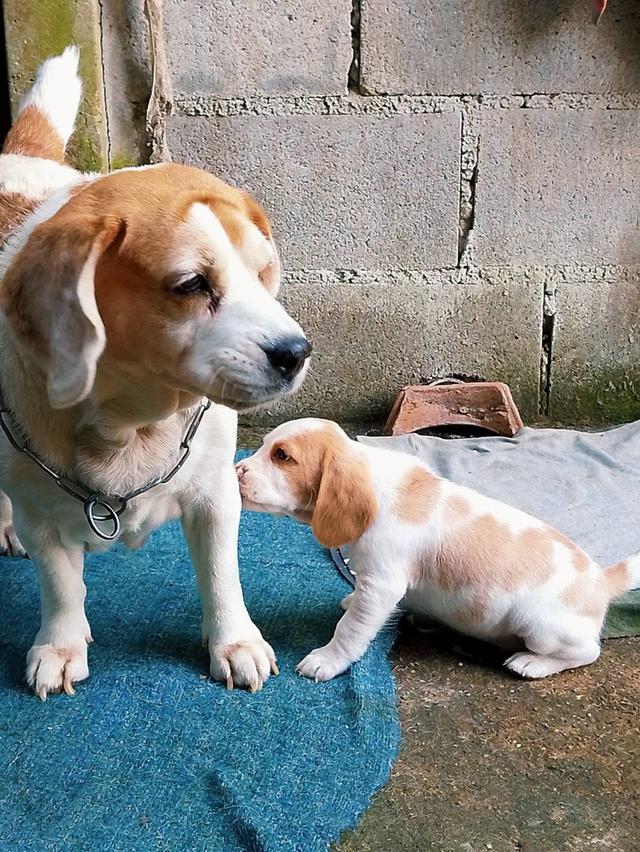 ลูกสุนัขบีเกิ้ลหลุดจองน่ารักๆครับ