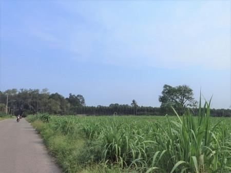 ขาย ที่ดิน แปลงใหญ่ ME152 หนองชัน หนองอิรุณ บ้านบึง ชลบุรี . 100 ไร่ 2 งาน 33 ตรว ติดทางสาธารณะ ห่างถนน 3284 เพียง 2.7 กม. 6