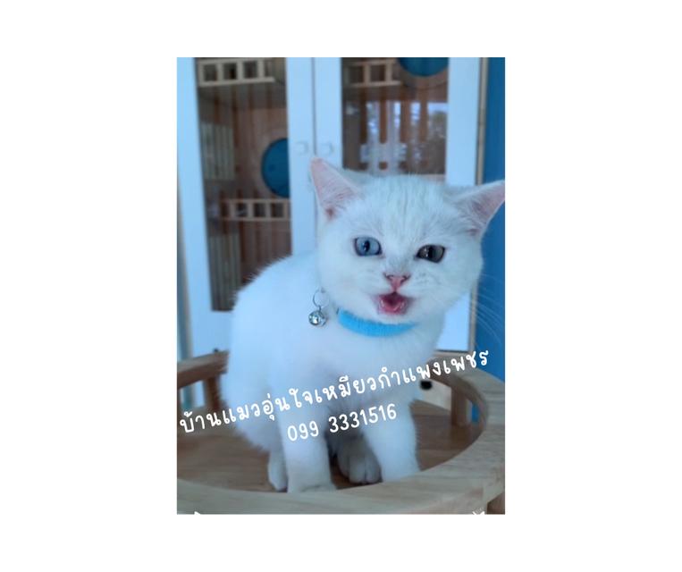 น้องแมว ดญ สีขาวตาสองสี พันธ์บริติสกับสก็อตติส อายุสามเดือนพร้อมย้ายเลย รูปย่อยที่ 1
