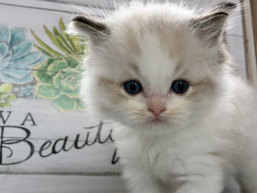 Ragdoll  4