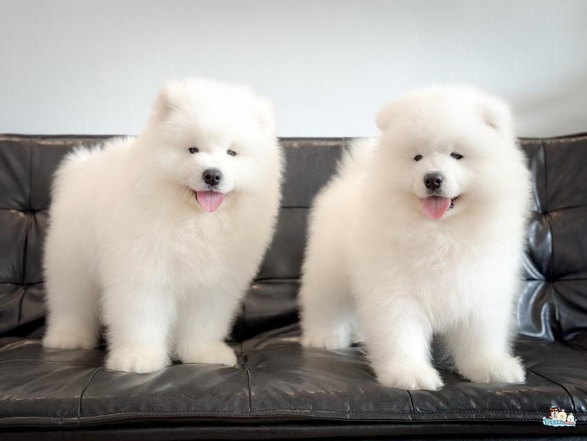 น้องซามอยด์ นำเข้าจากประเทศจีน