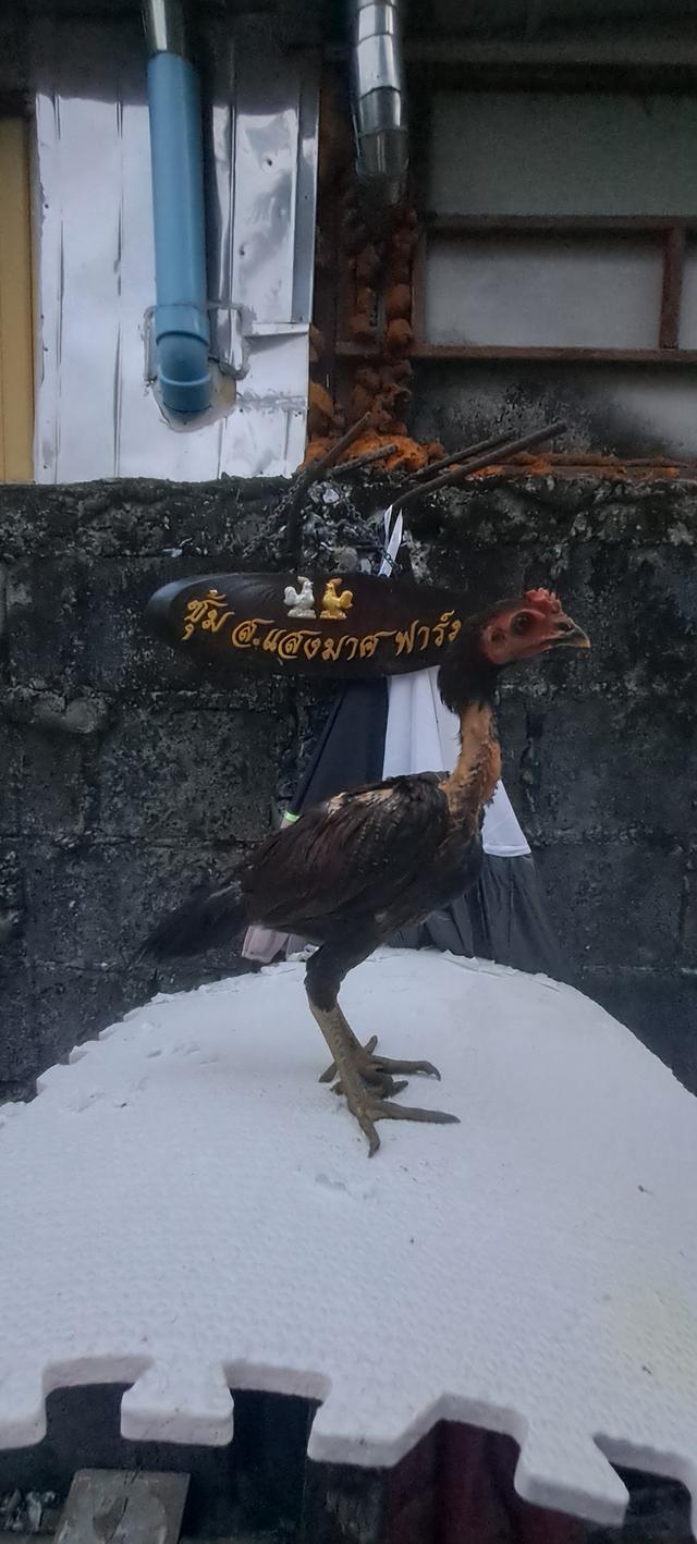 แบ่งสายพันธุ์ ลูกไก่ชน เหล่าพ่อแม่เงินล้าน รูปที่ 15