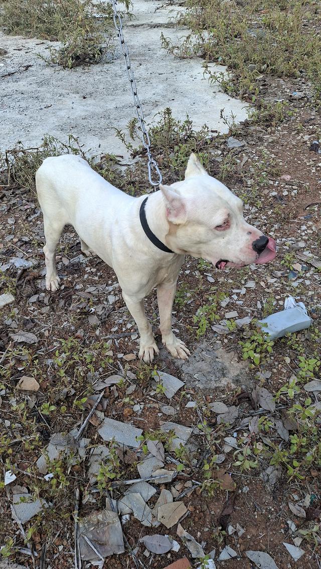 ขายยกคู่โดโกอาเจนติโน่