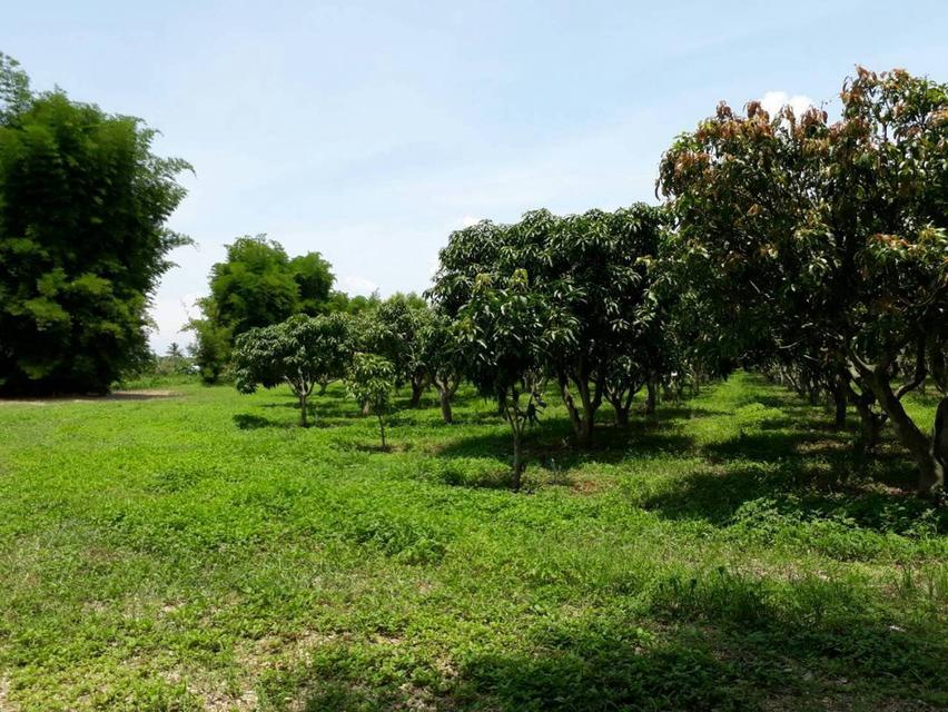 ที่ดินทำเลสวยติดแม่น้ำกก 50 ไร่ — ท่าตอน แม่อาย เชียงใหม่ พร้อมบ้าน + สวน + โกดัง 2
