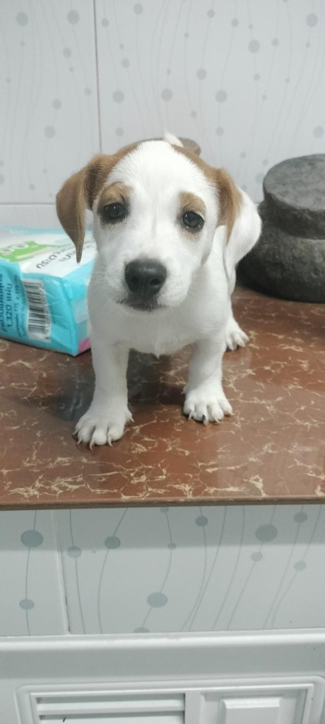 Beautiful Jack Russell Terrier puppies รูปที่ 7