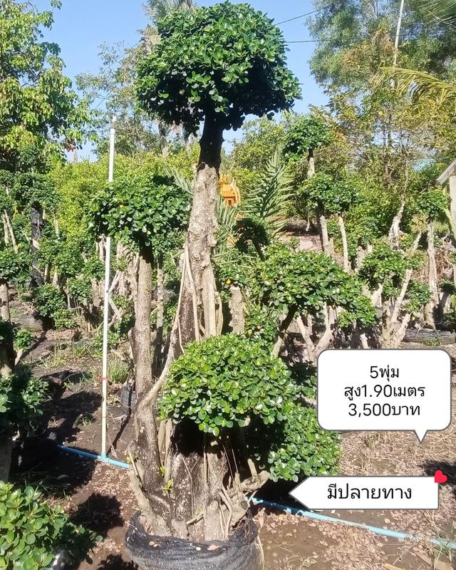 ไทรต่อยอดช้อนเงินช้อนทอง