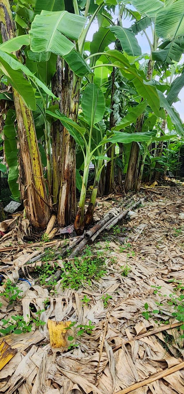 ที่ดิน 9