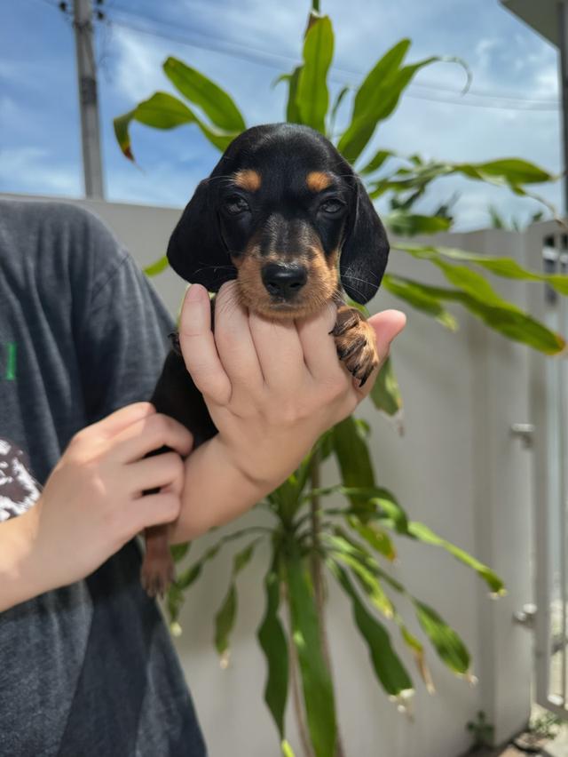 เปิดจอง ลูกสุนัข มินิ ดัชชุน
