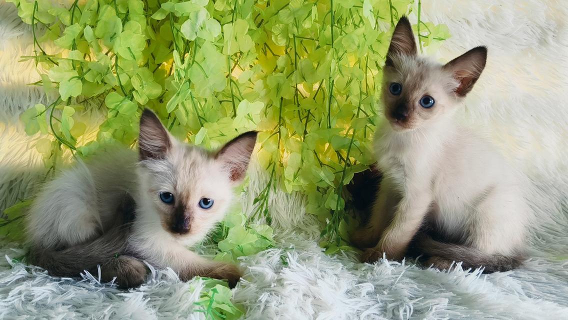 ขายลูกแมววิเชียรมาศชาย รูปย่อยที่ 4