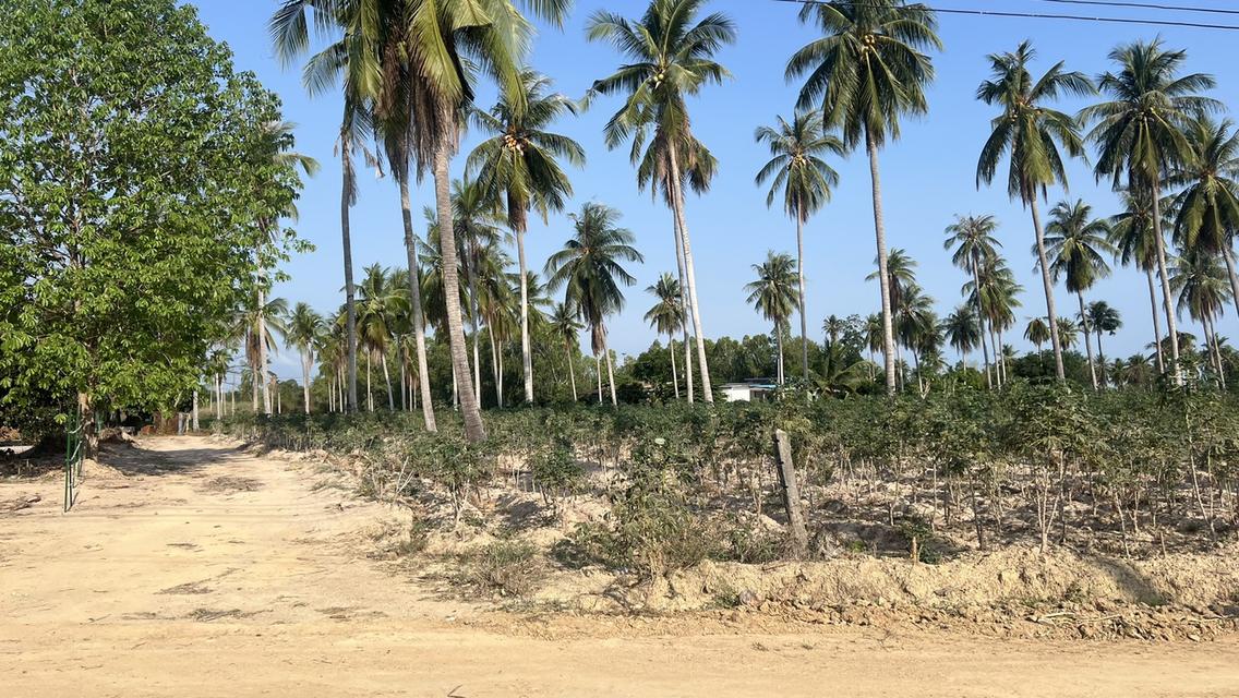 ที่ดินราคาถูกห้วยใหญ่พัทยา 3