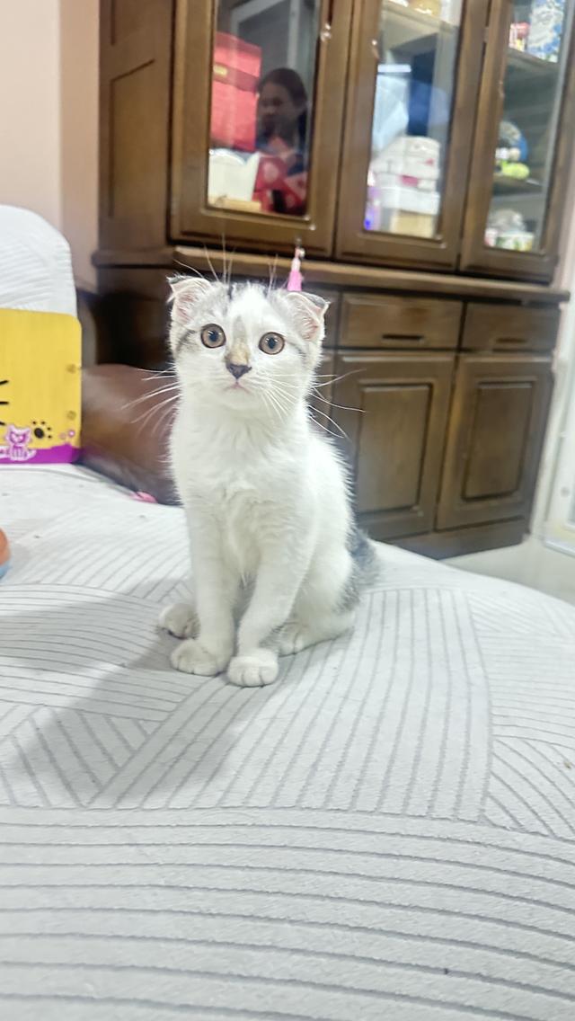 แมวมันกิ้นช์  11