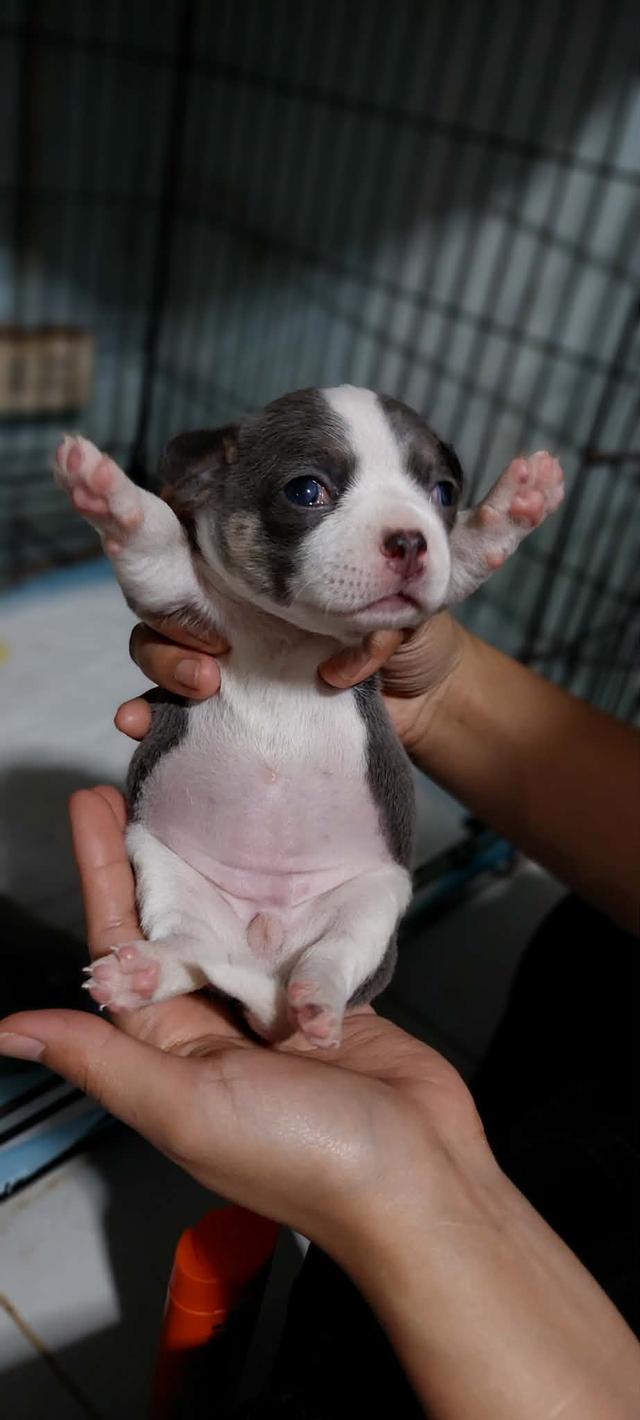 ชิวาว่าเเท้ขนสั้น ญ. รูปย่อยที่ 3