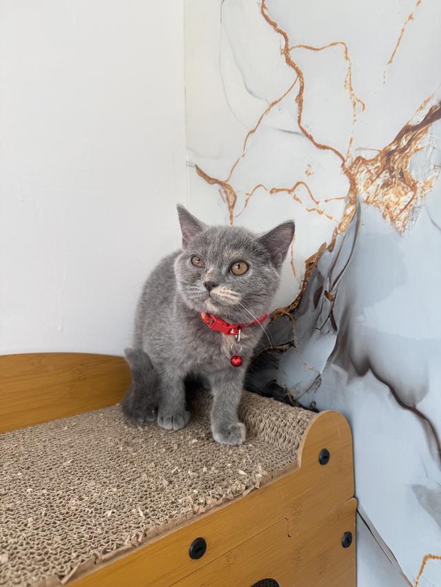 ลูกแมวพันธุ์บริติชแท้ รูปที่ 2