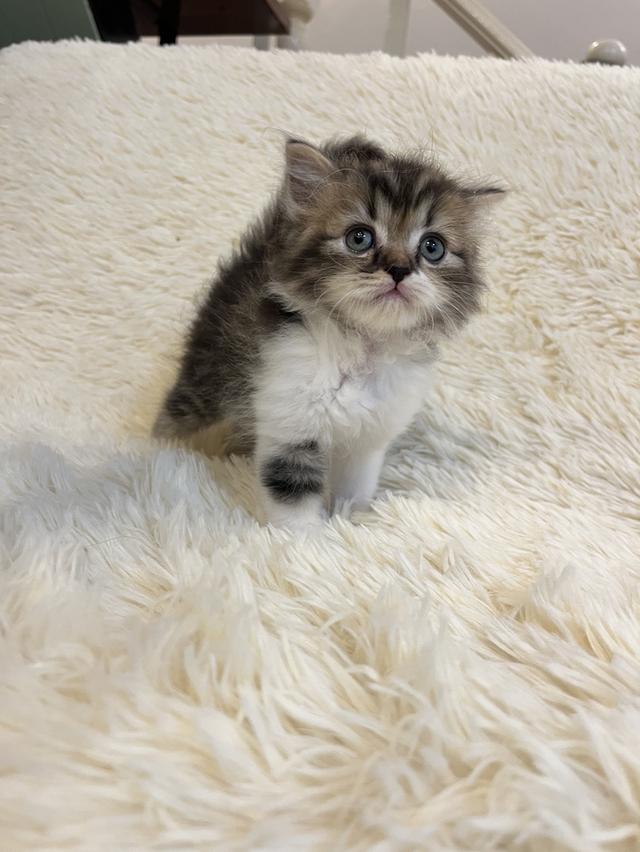 แมวเปอเซียแท้ สีครีม ลายเสือ รูปที่ 4