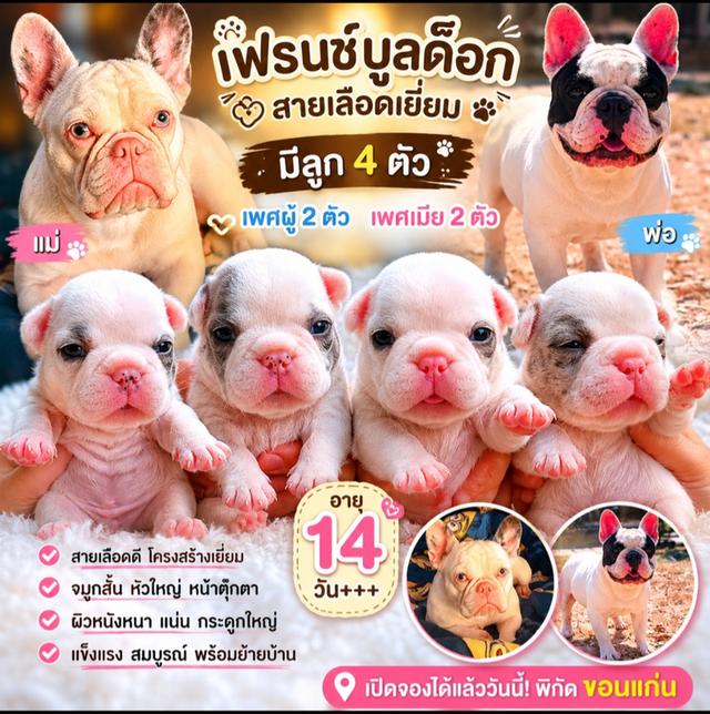 สุนัขพันธุ์เฟรมบูลด็อก รูปย่อยที่ 1
