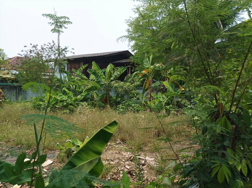 ขายที่ดิน 113ตร.ว. ต.สง่าบ้าน อ.ดอยสะเก็ด จ.เชียงใหม่ 7