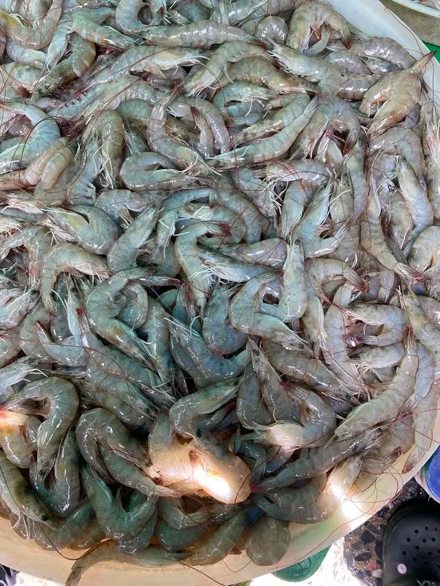 กุ้งขาว 3