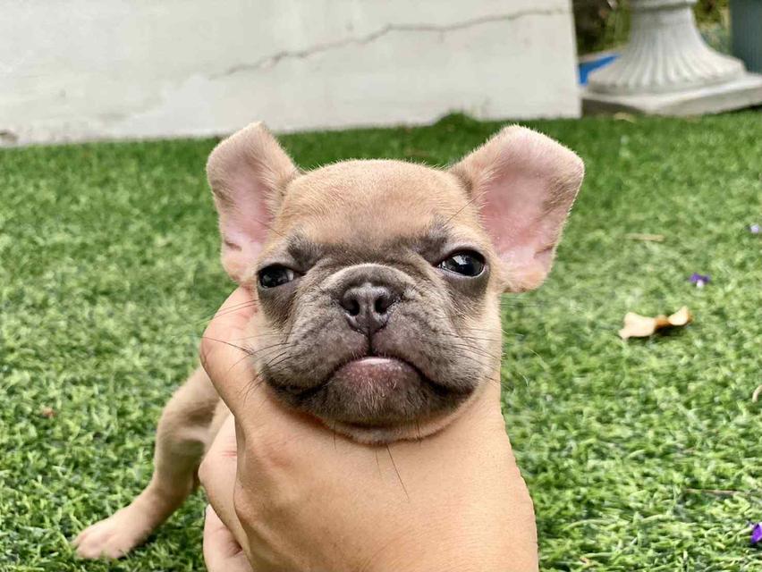 ดญ.จิ๋ว เพศเมีย อายุ2เดือนครึ่ง พันธุ์เฟรนช์ บูลด็อก(french bulldog)