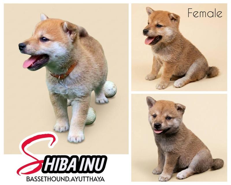 ชิบะอินุ ทำวัคซีนแล้ว 1 เข็มพร้อมย้ายบ้าน รูปที่ 3