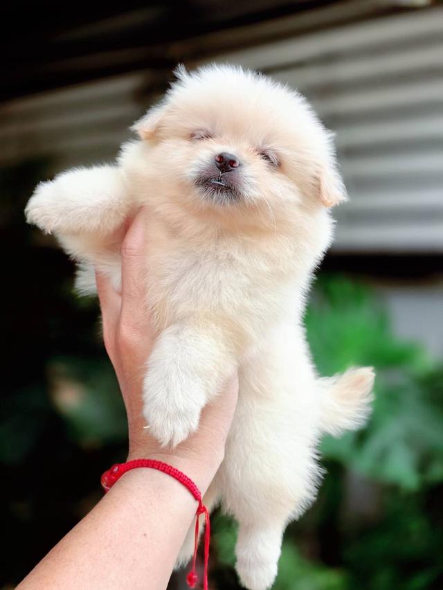 ปอมผสมชิวาวาเพศเมีย 4