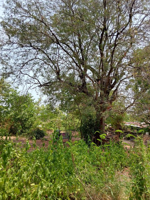 ที่ดินขอนแก่น 3 ไร่ 264ตร.วา 490,000บาท/ไร่ โซนท่าพระ-ดอนหัน อ.เมือง 8
