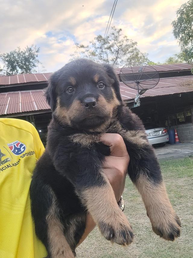 ลูกสุนัขร็อตไวเลอร์พันธุ์แท้สายเลือดนำเข้า 3