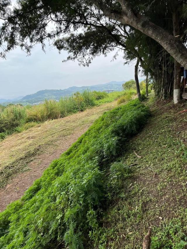 ที่ดินเขาค้อ 52 ไร่ เนินเขา 5