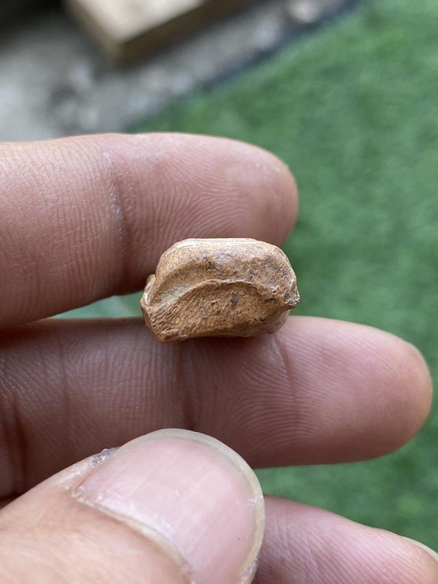 พระคง เนื้อพิกุล จังหวัดลำพูน รูปที่ 5