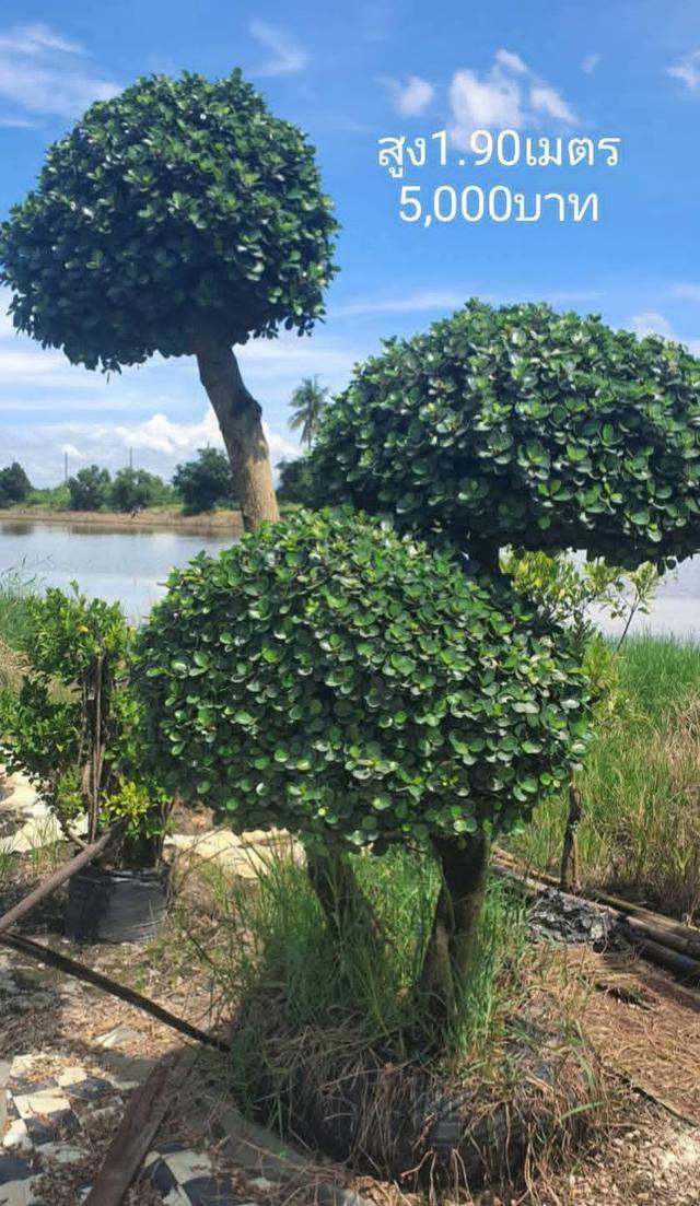 ไทรต่อยอดช้อนเงินช้อนทอง