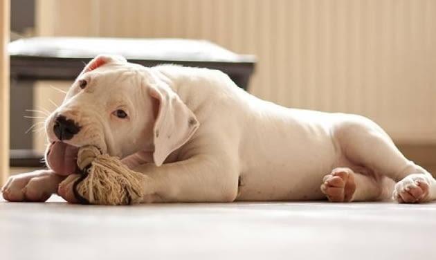 Dogo Argentino Puppies