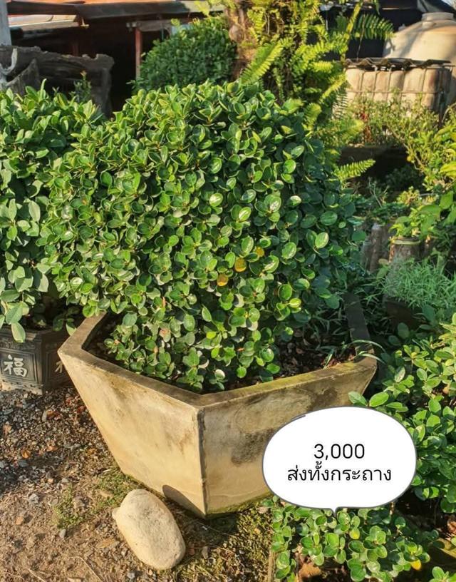 ไทรต่อยอดช้อนเงินช้อนทอง รูปที่ 18